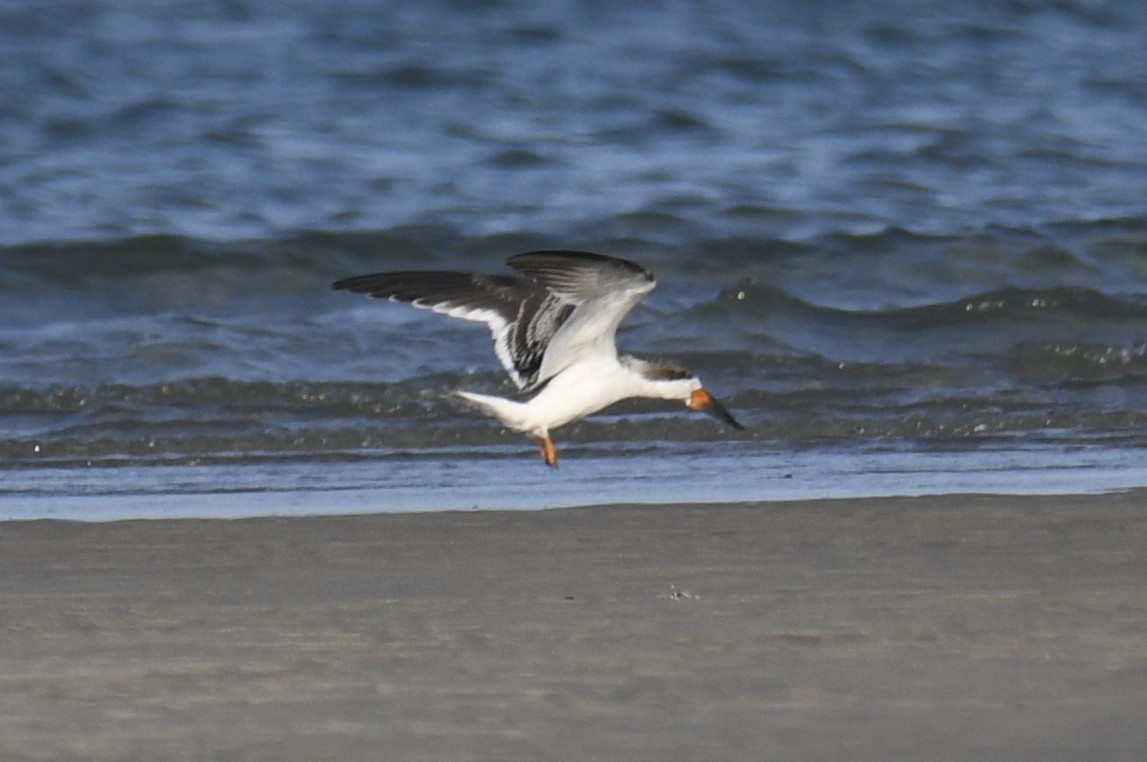 Black Skimmer - ML623983467