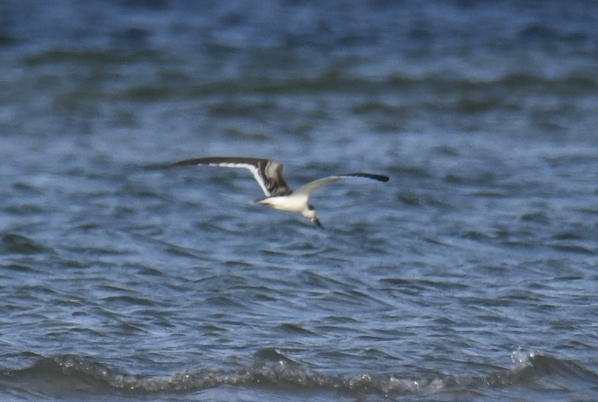 Black Skimmer - ML623983469