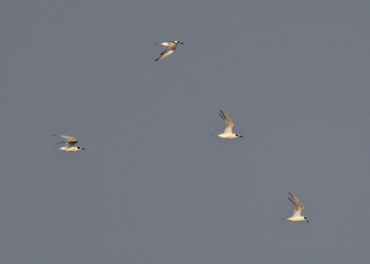 Forster's Tern - ML623983487