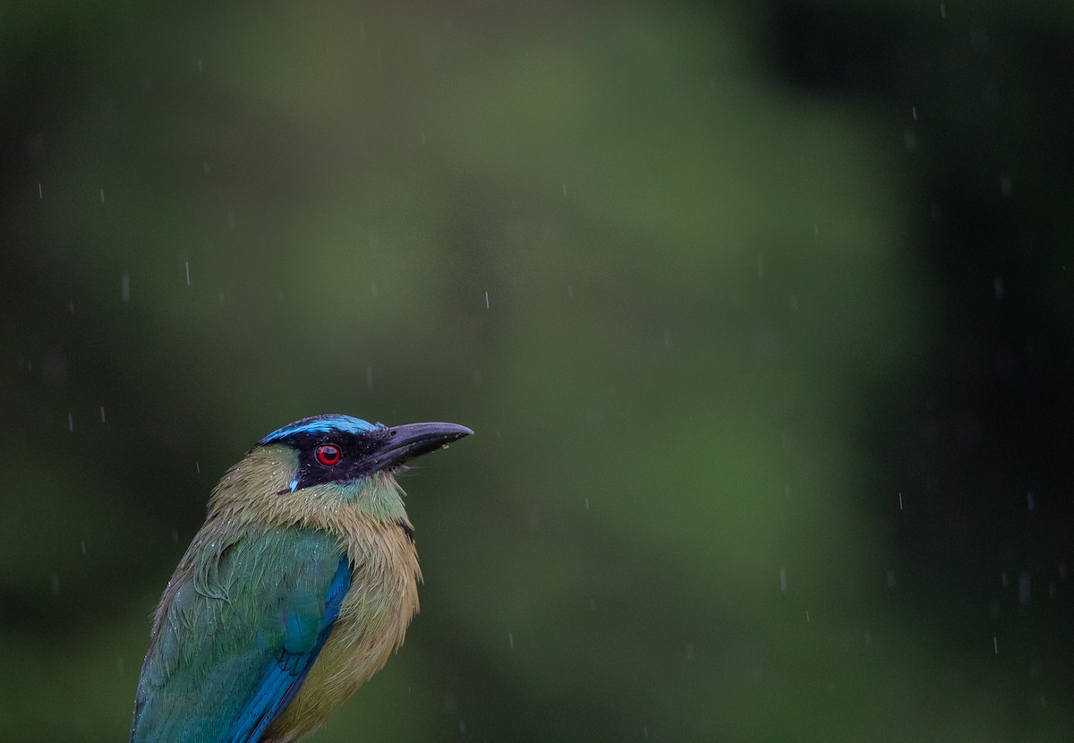 Andean Motmot - ML623983509