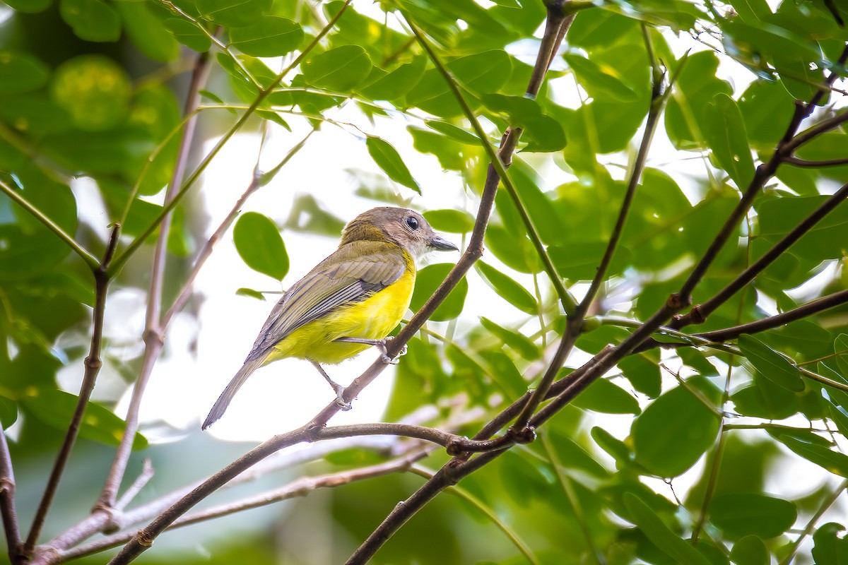 Yellow-bellied Whistler - ML623983515