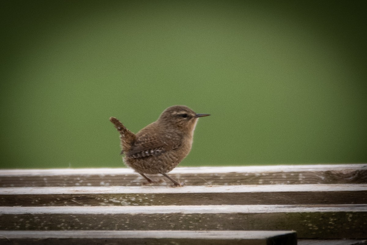 Pacific Wren (alascensis Group) - ML623983519