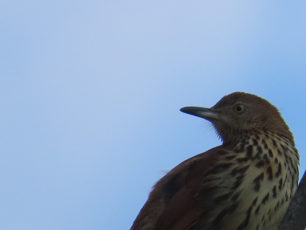 Brown Thrasher - ML623983529