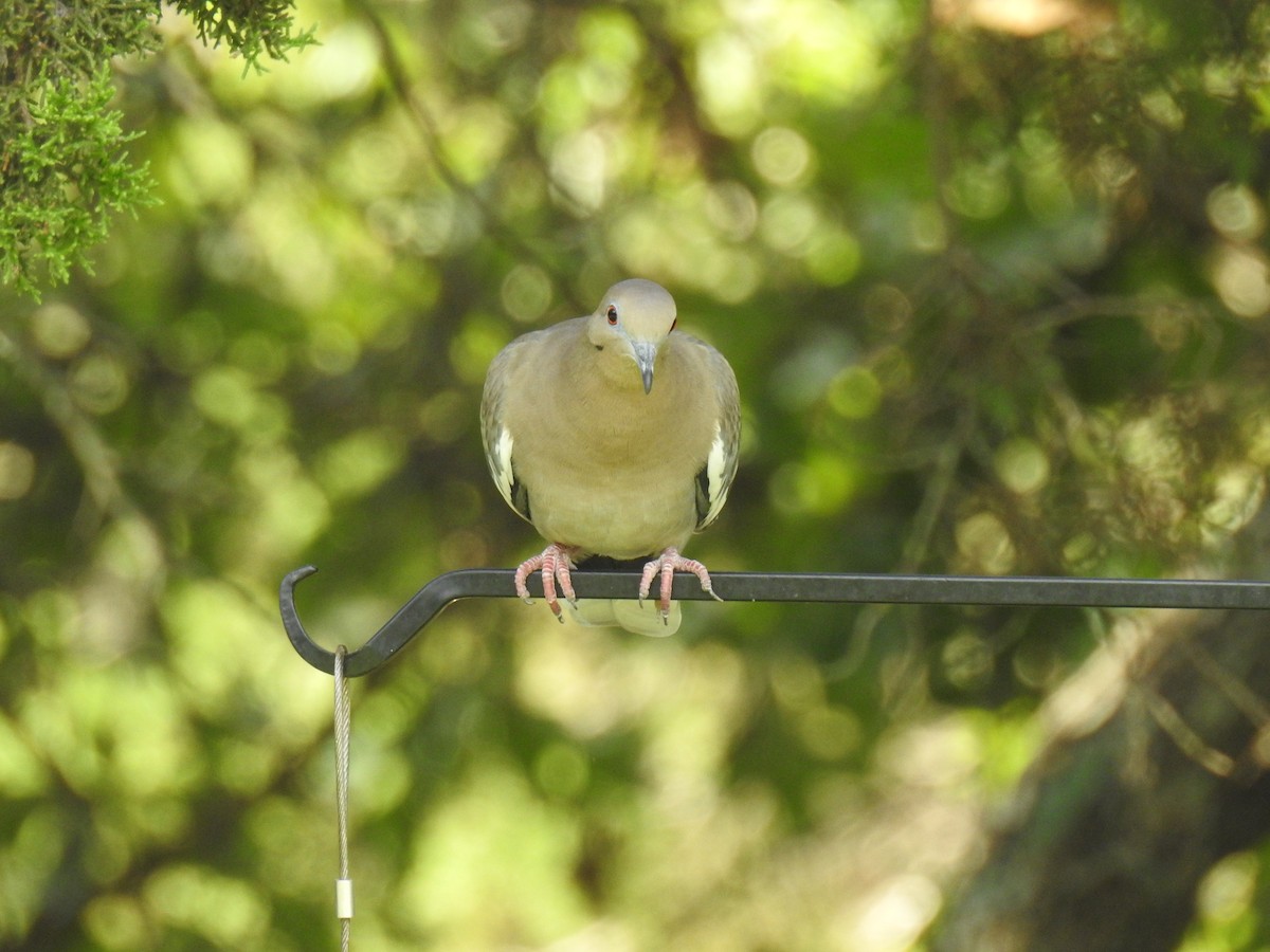 White-winged Dove - ML623983551