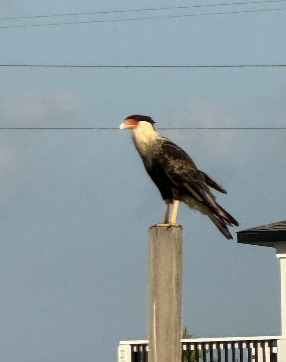 Crested Caracara (Northern) - ML623983565