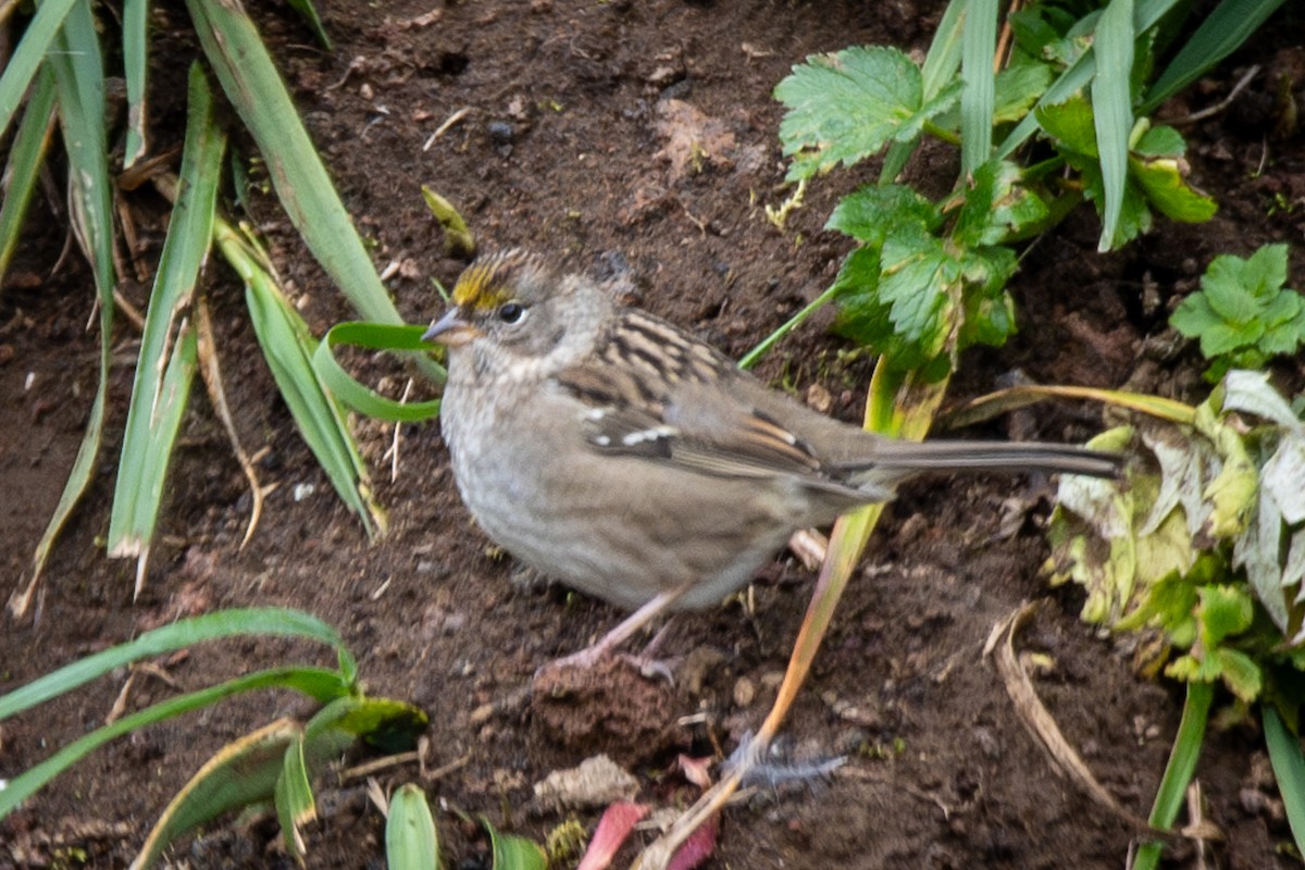 Golden-crowned Sparrow - ML623983607