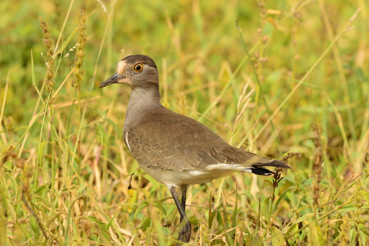 Senegal Lapwing - ML623983617