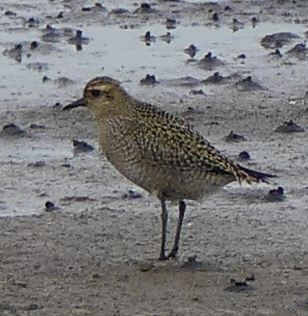 Pacific Golden-Plover - Renee Boschert