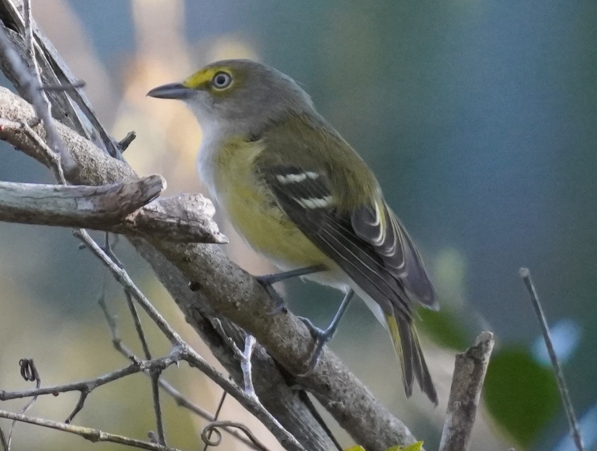 White-eyed Vireo - ML623983633