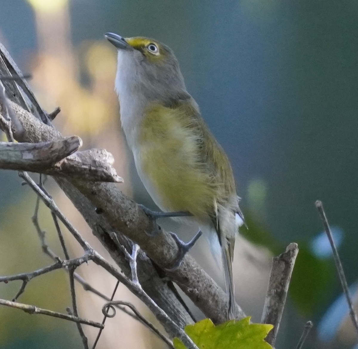 White-eyed Vireo - ML623983634