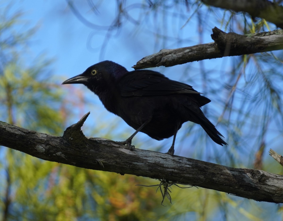 Common Grackle - ML623983641