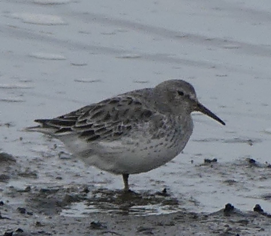 Rock Sandpiper - ML623983660