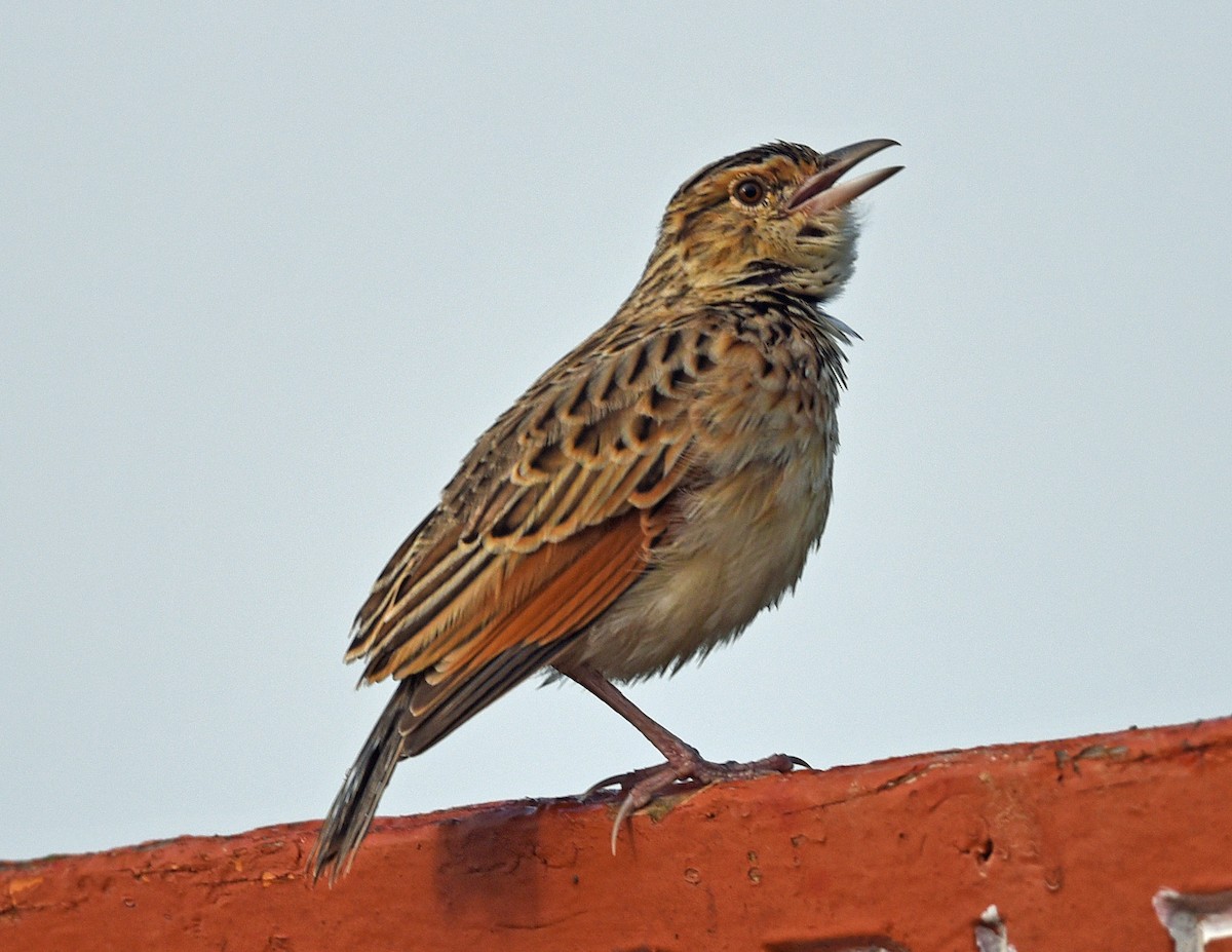 Rufous-naped Lark - ML623983682