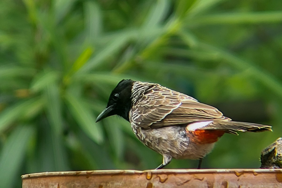 Red-vented Bulbul - ML623983693