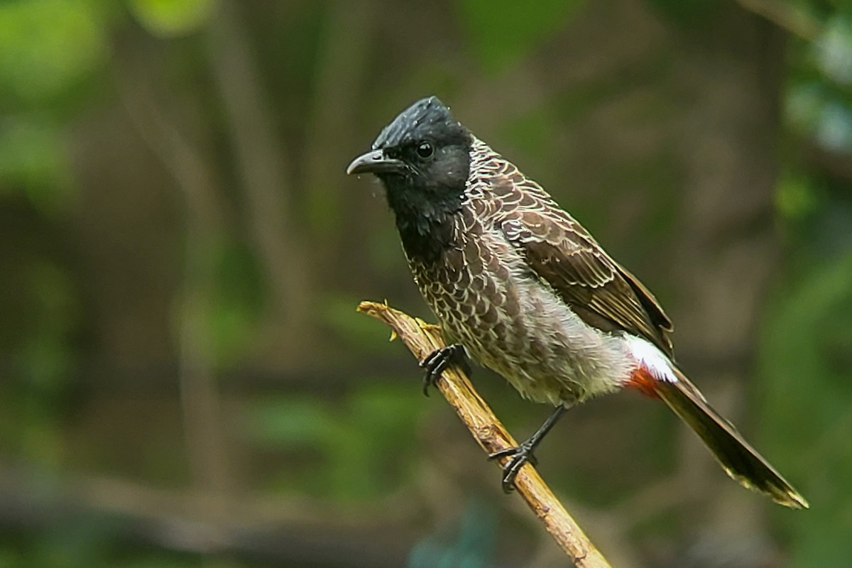 Red-vented Bulbul - ML623983697