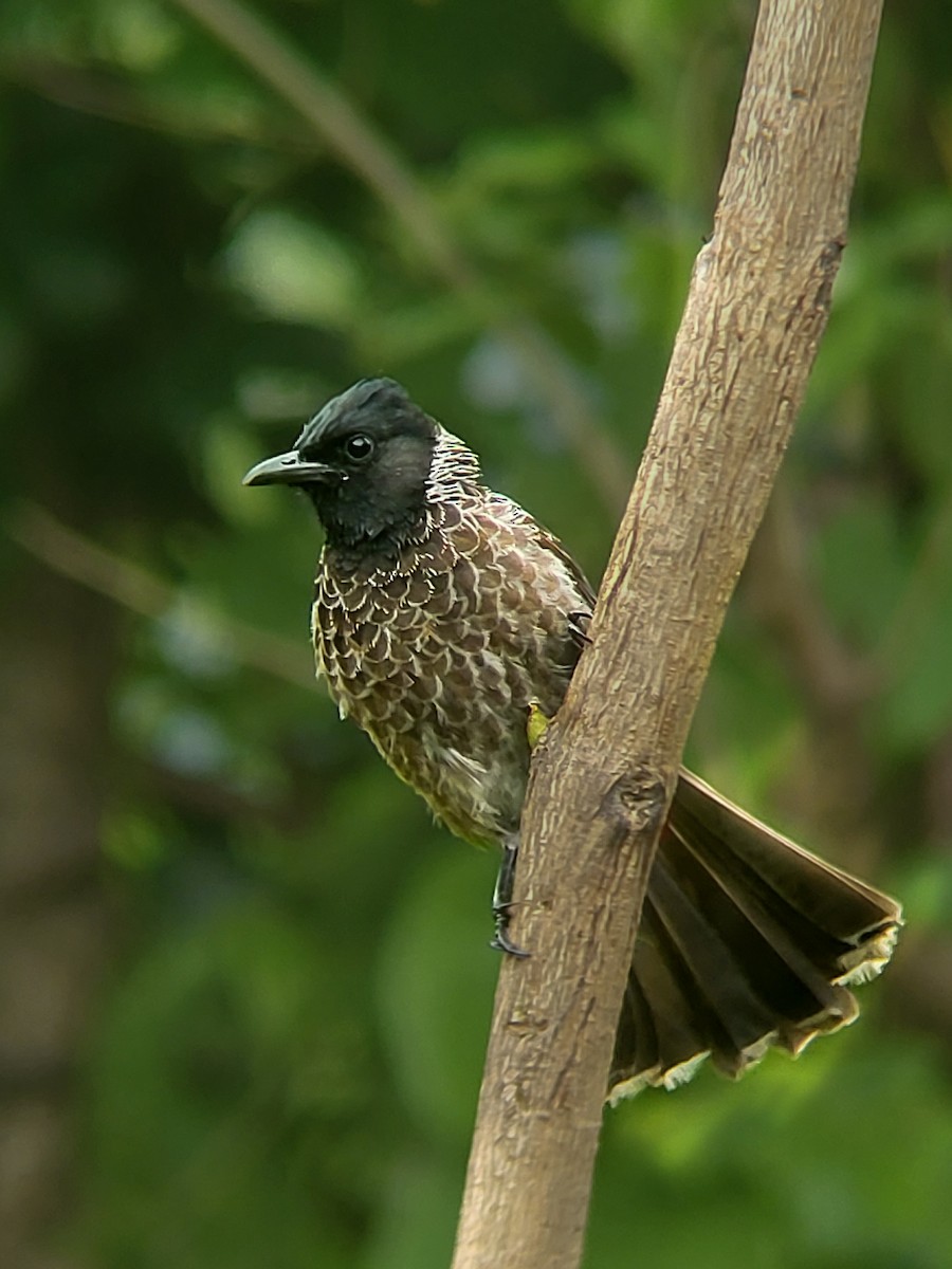 Red-vented Bulbul - ML623983698