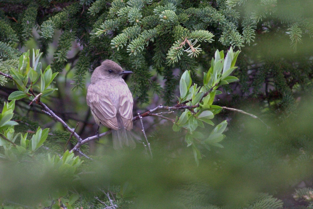 Say's Phoebe - ML62398371