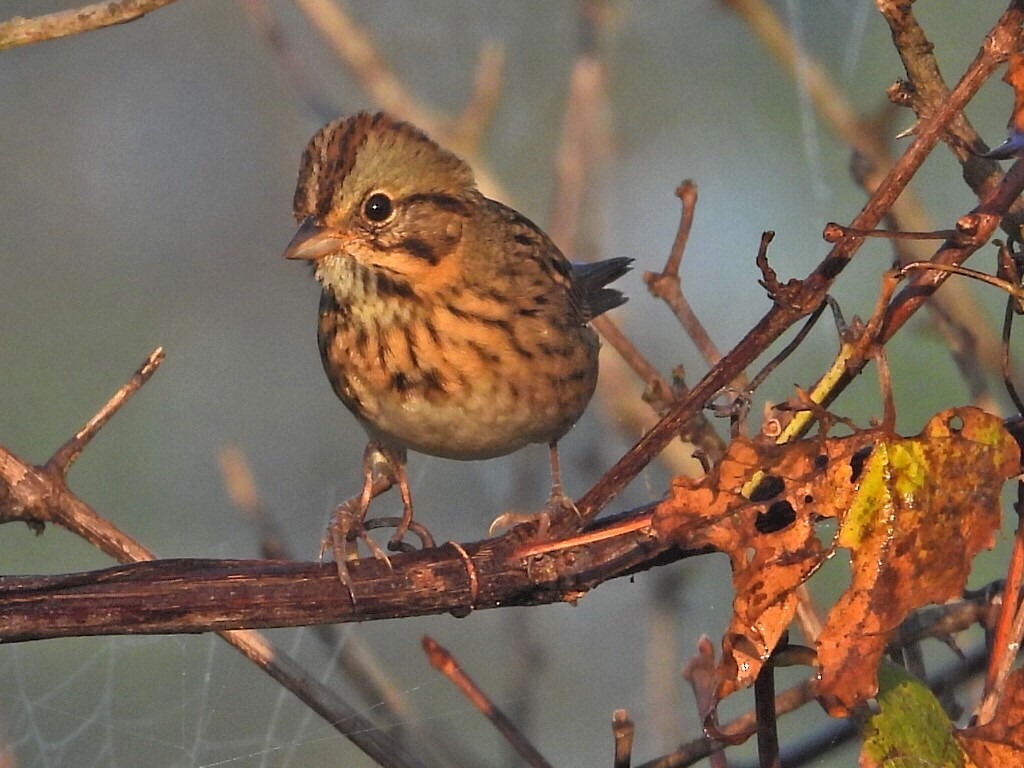 Lincoln's Sparrow - ML623983717