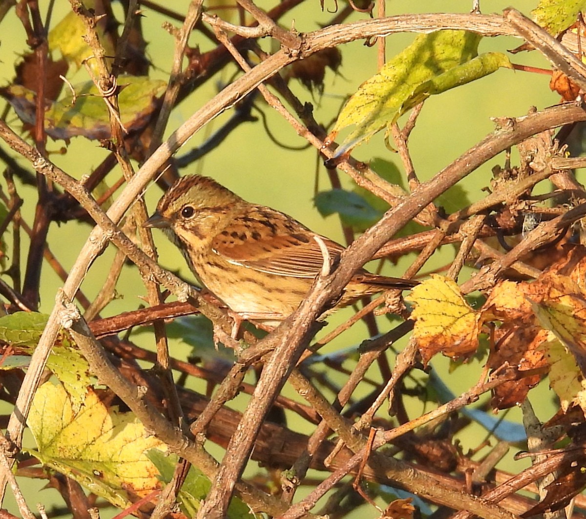 Lincoln's Sparrow - ML623983718