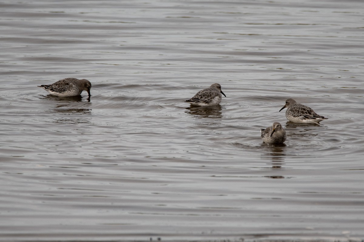 Rock Sandpiper (ptilocnemis) - ML623983720