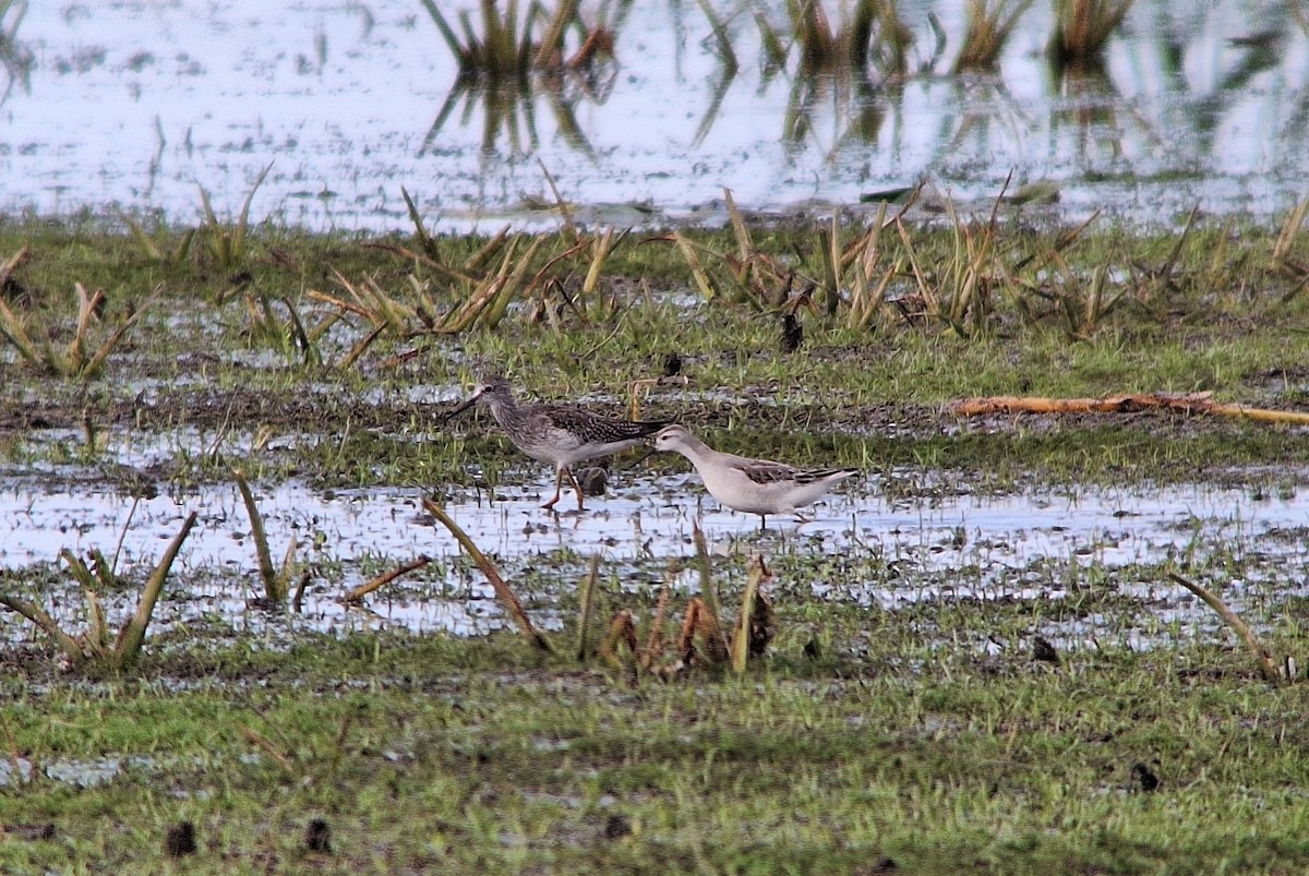 Wilson's Phalarope - James Lees