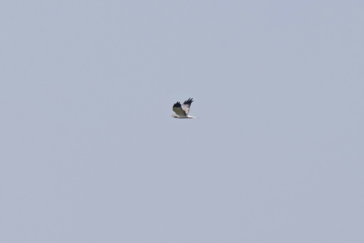 Hen Harrier - Marcin Sidelnik