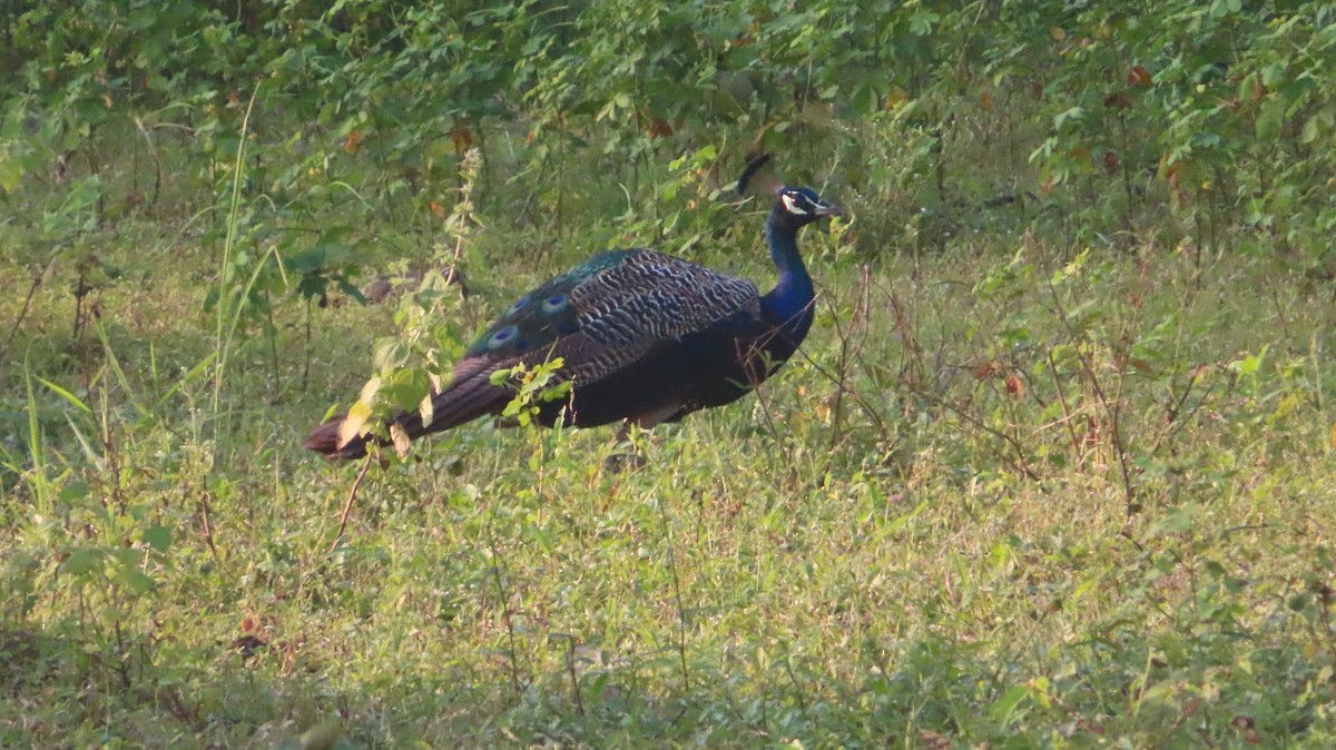 Indian Peafowl - ML623983741