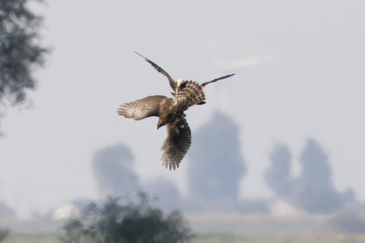 Eurasian Goshawk - Marcin Sidelnik