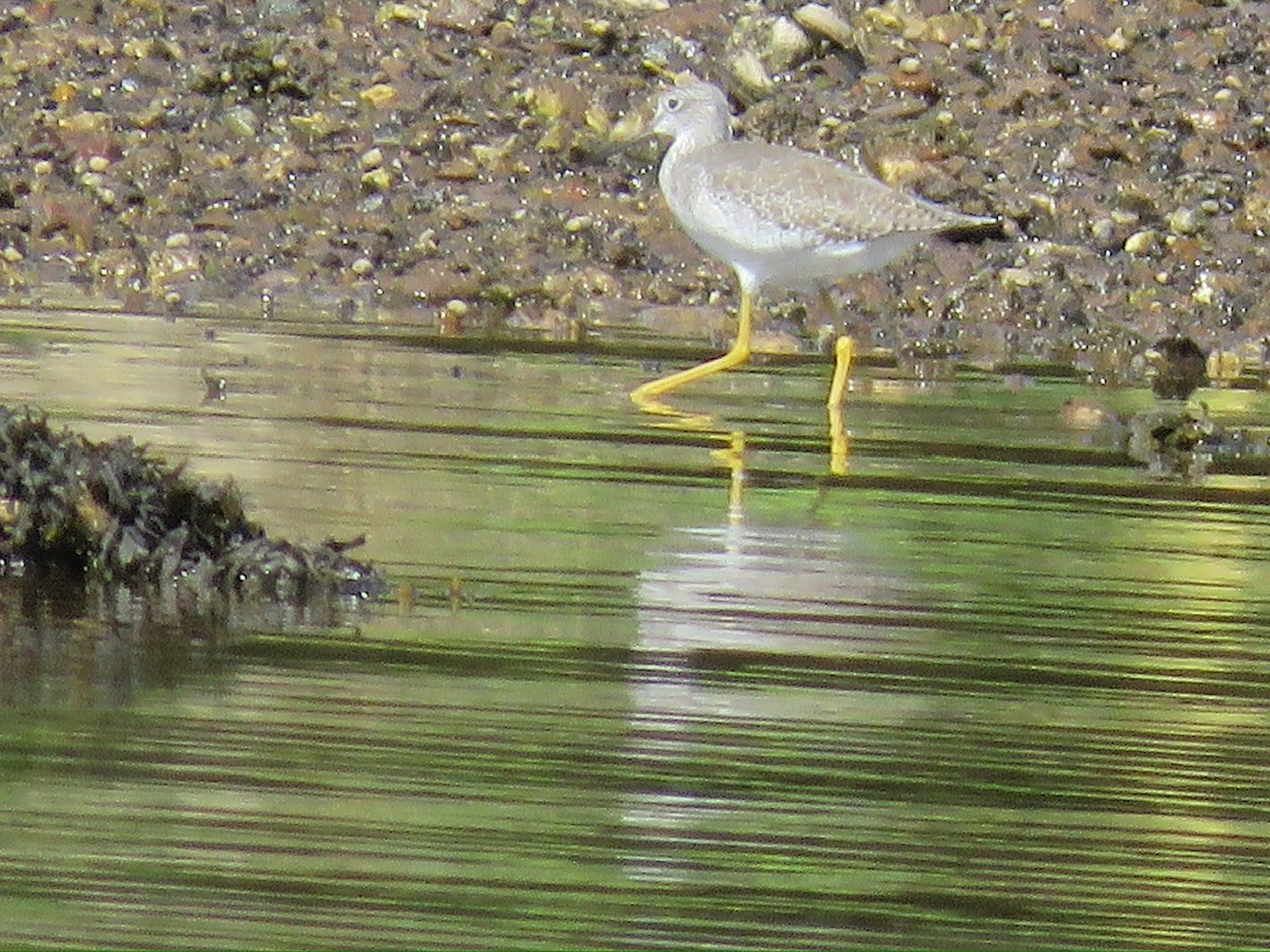 Greater Yellowlegs - Jennifer Rycenga