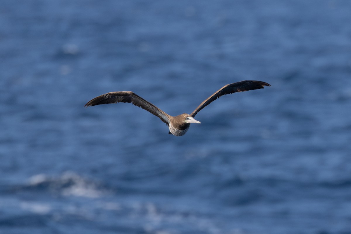 Brown Booby - ML623983787