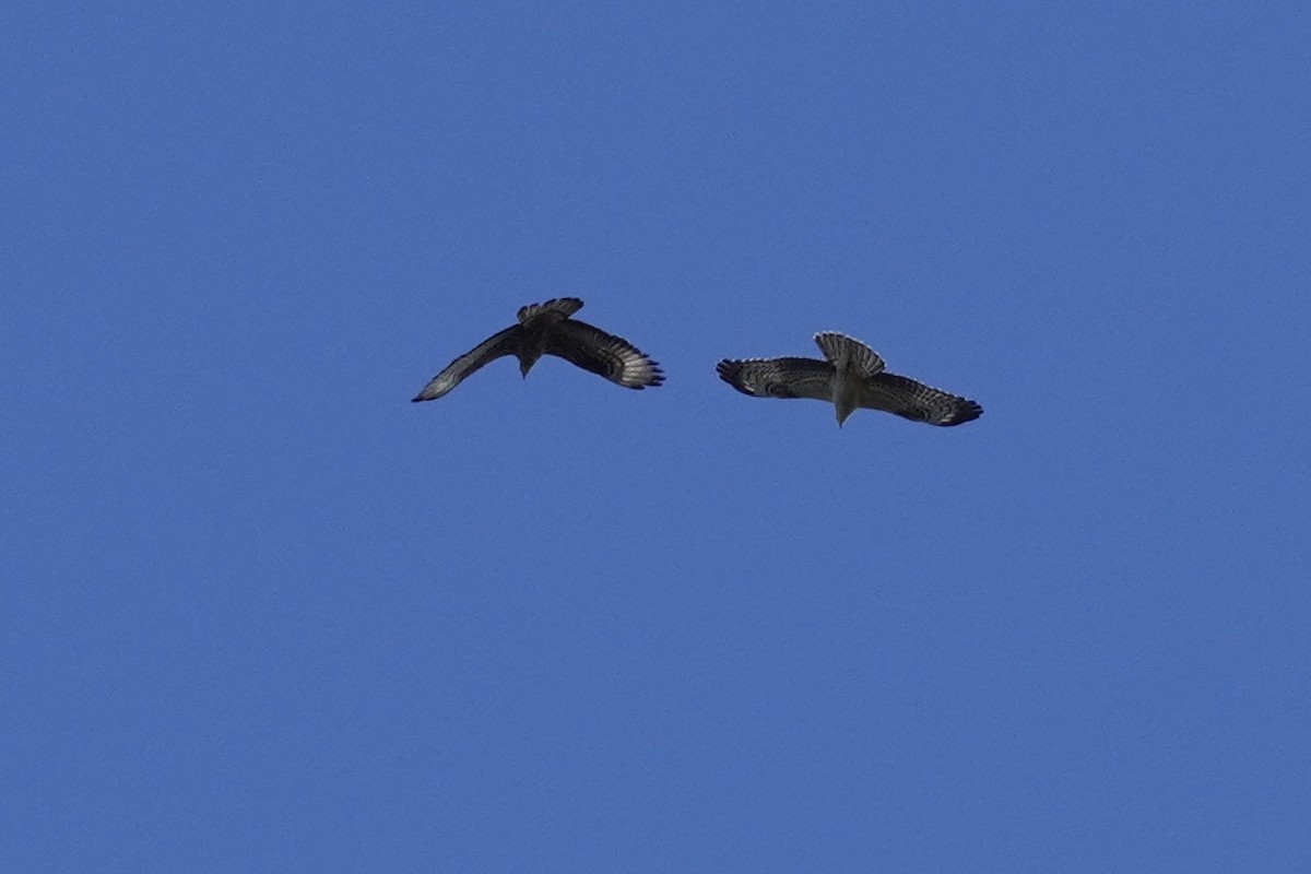 European Honey-buzzard - ML623983800