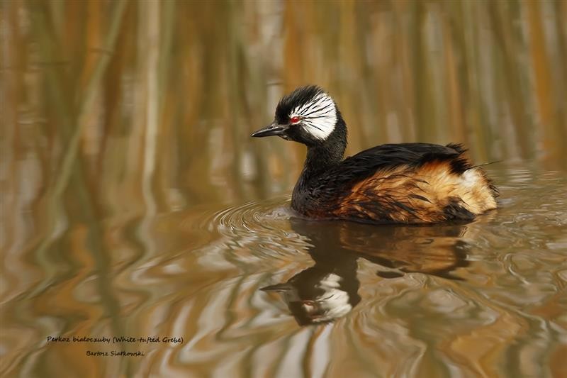 White-tufted Grebe - ML623983807