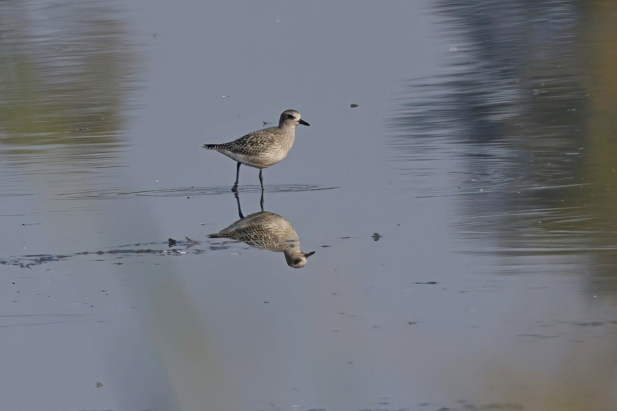 Black-bellied Plover - Marcin Sidelnik