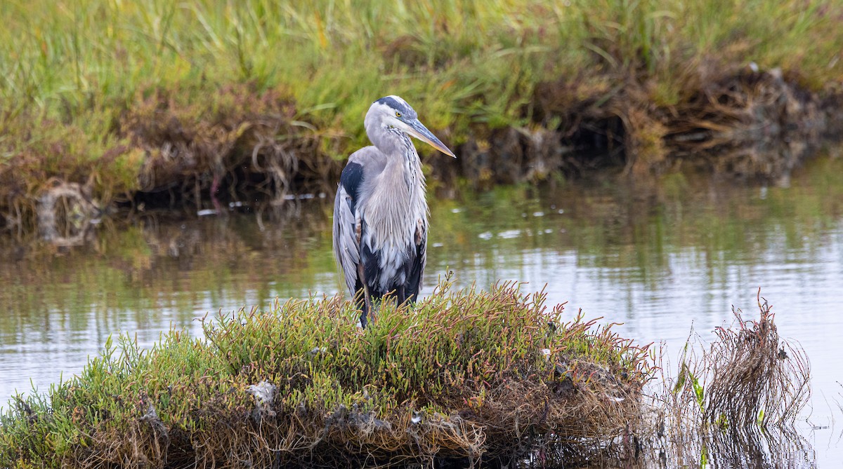 Great Blue Heron - ML623983859