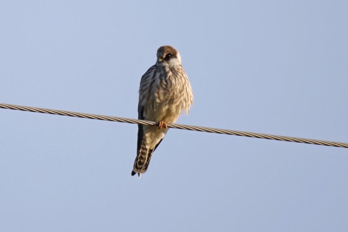 Red-footed Falcon - ML623983861