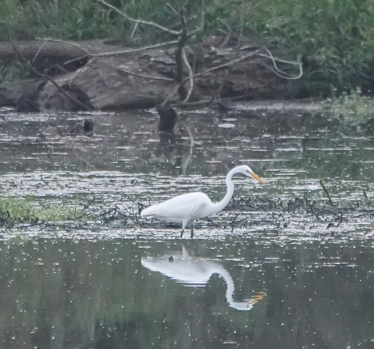 Great Egret - ML623983911