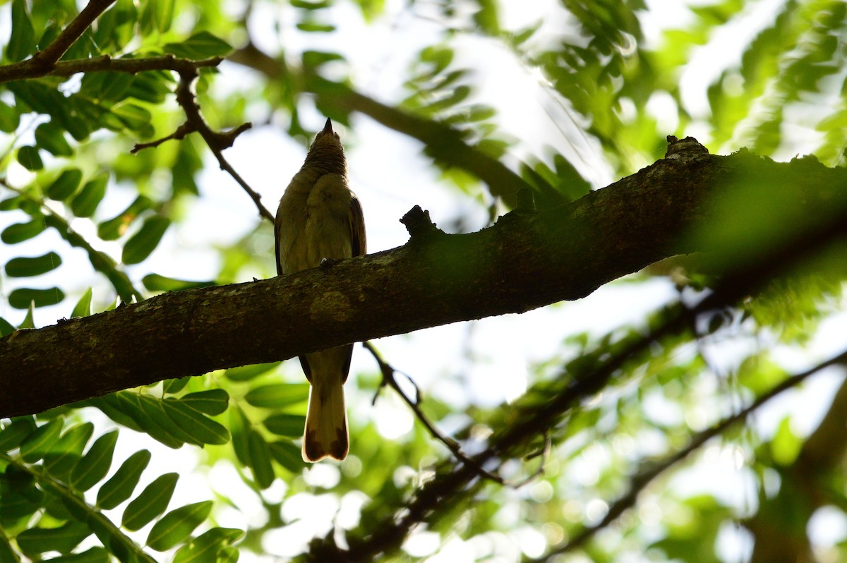 Lesser Honeyguide - ML623983915