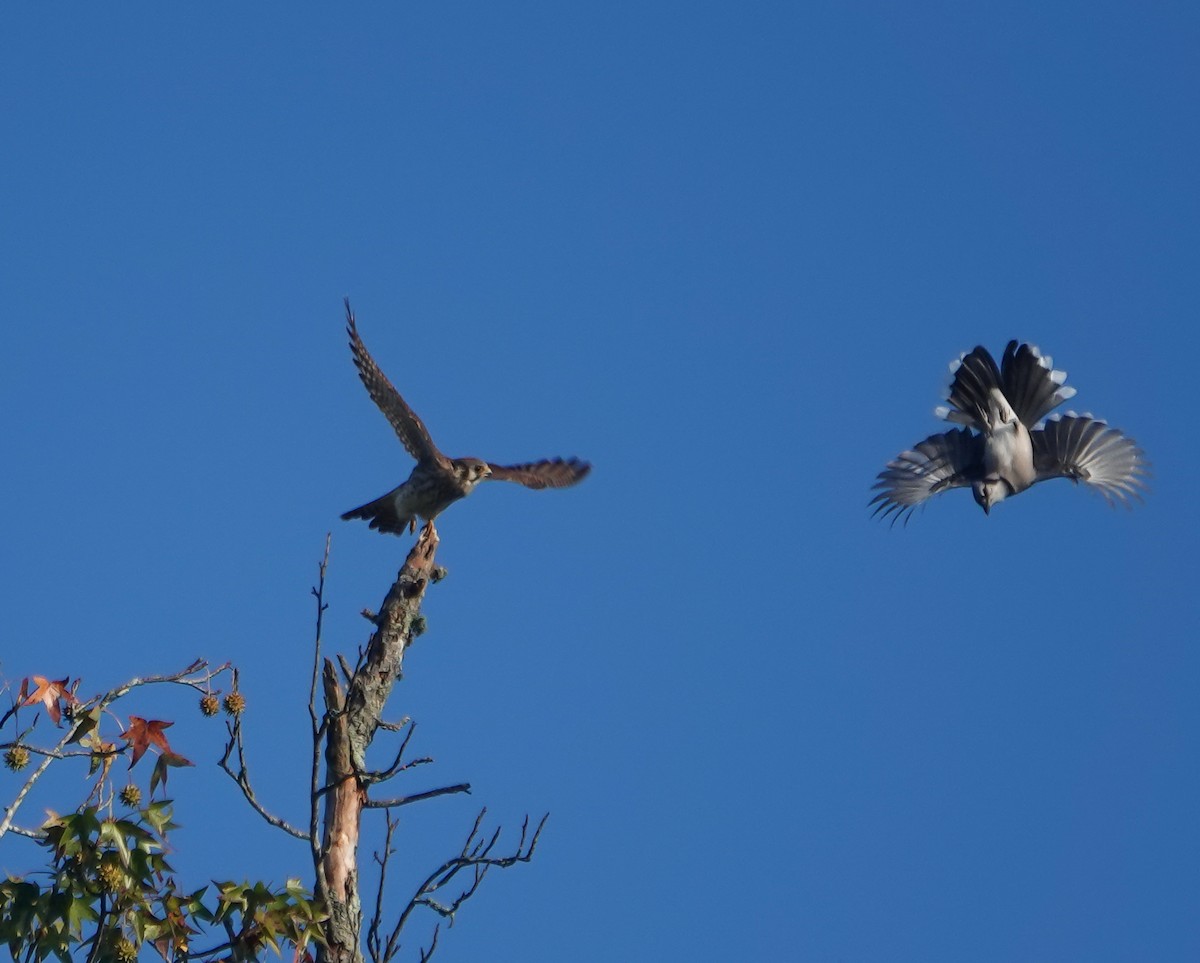 American Kestrel - ML623983934