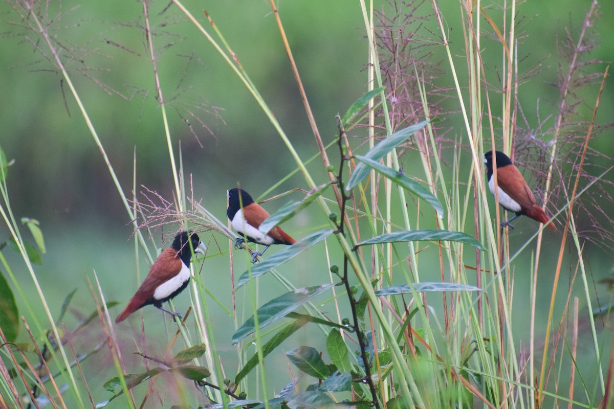 Tricolored Munia - ML623983952