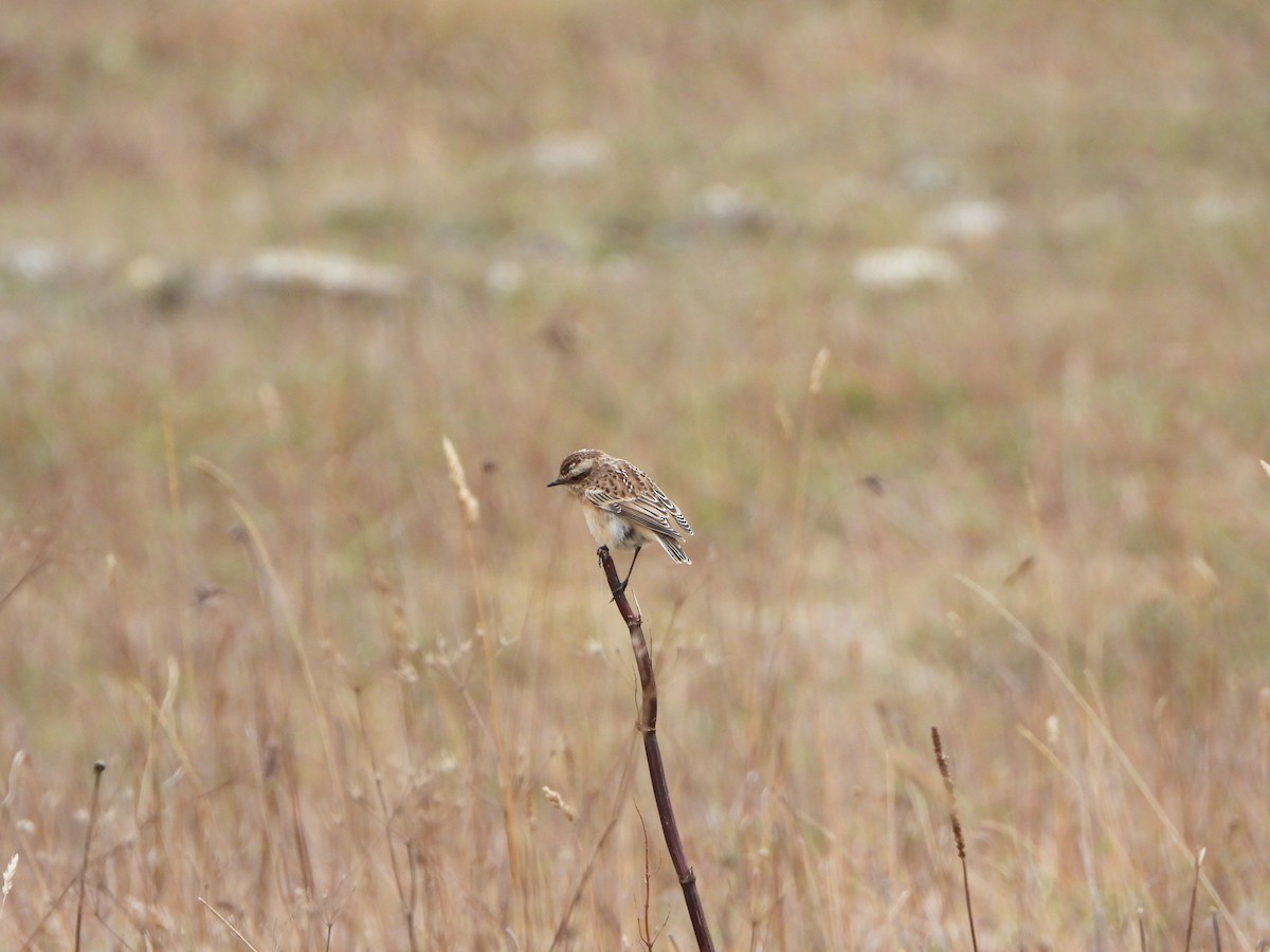 Whinchat - ML623983965