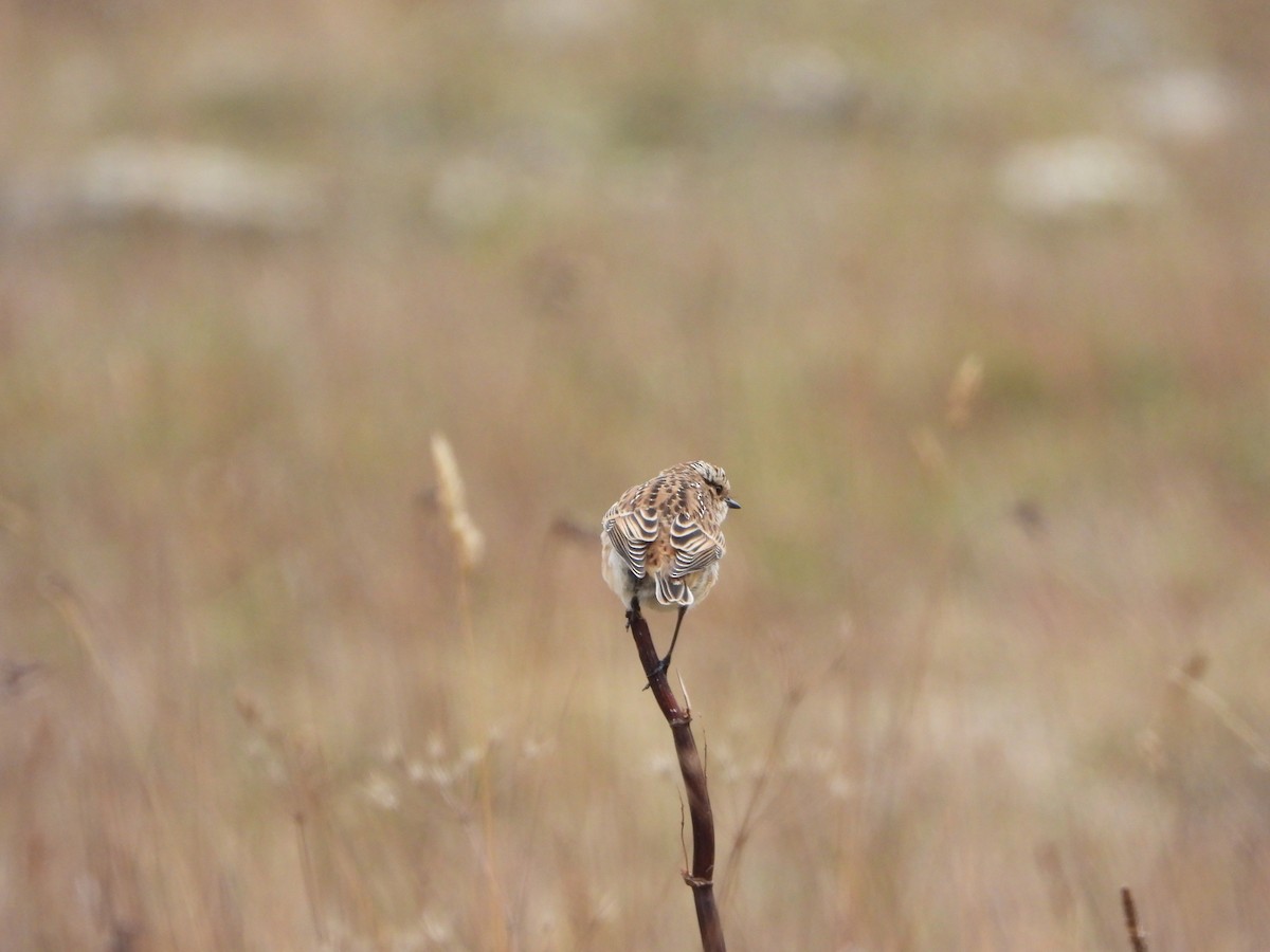 Whinchat - ML623983966