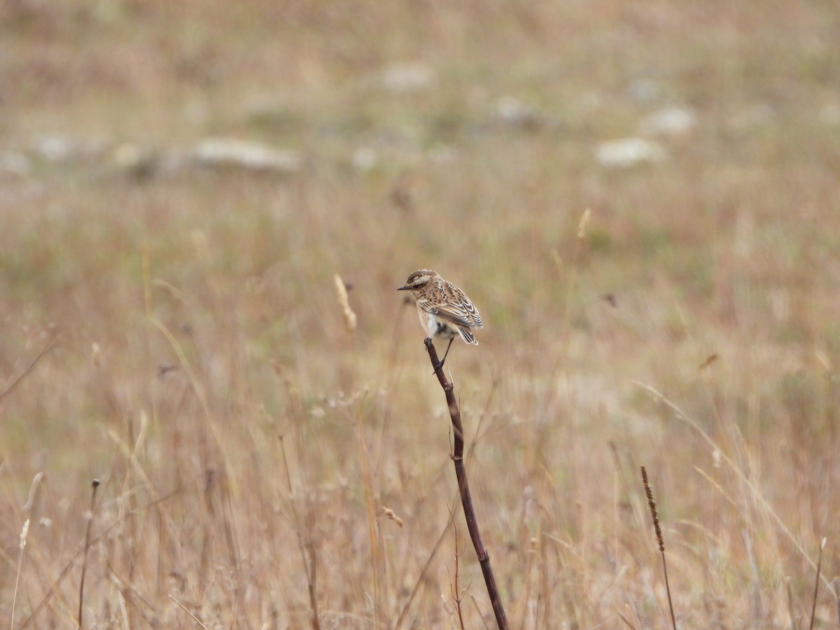 Whinchat - ML623983967