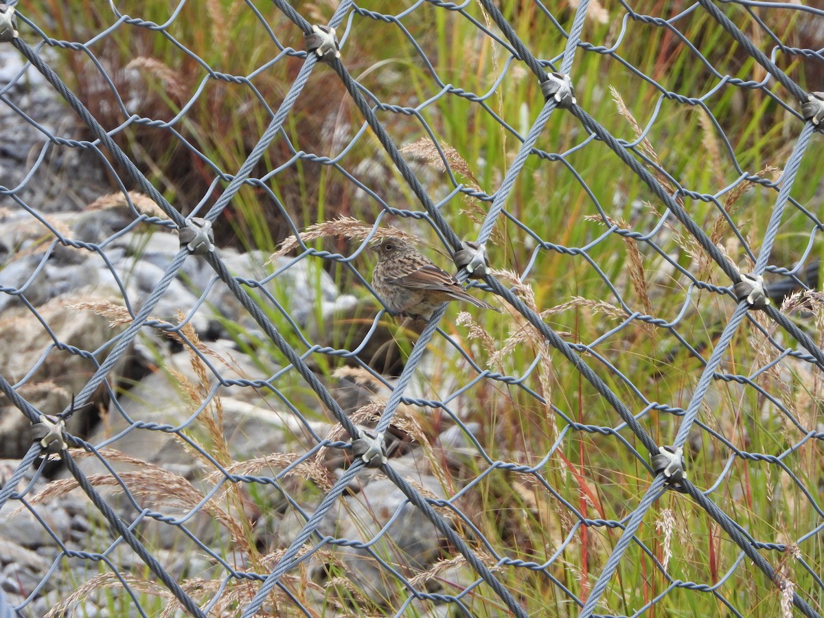 Rock Bunting - ML623983998