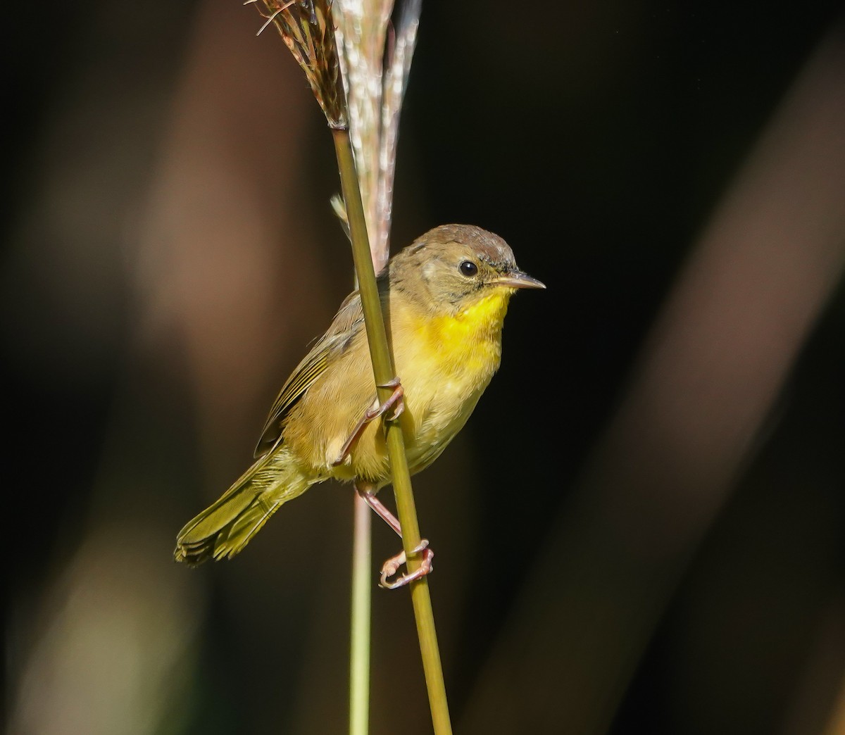 Common Yellowthroat - ML623984004