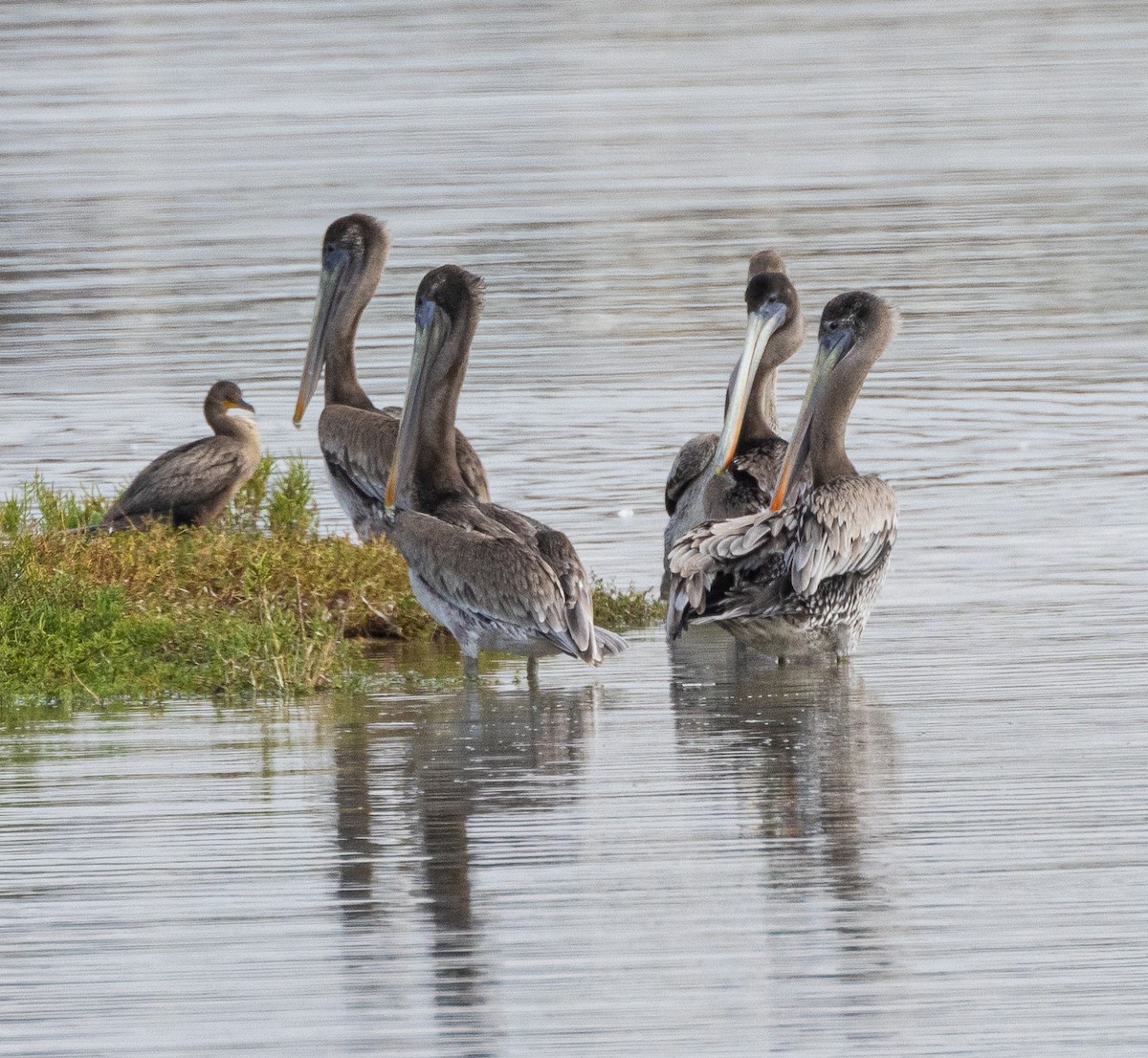 Brown Pelican - ML623984024