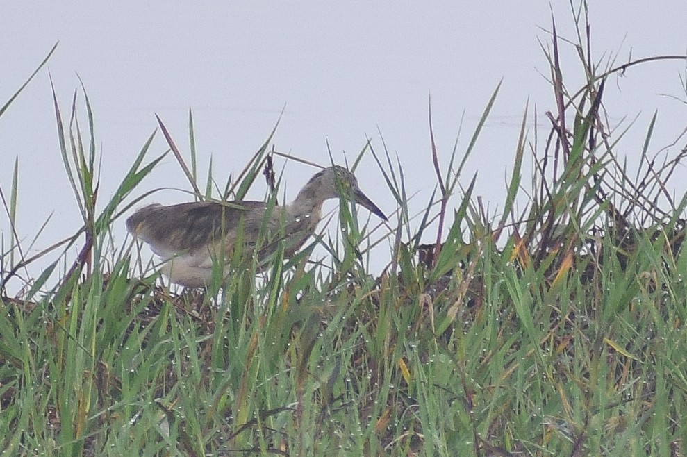 Indian Pond-Heron - Alen Alex