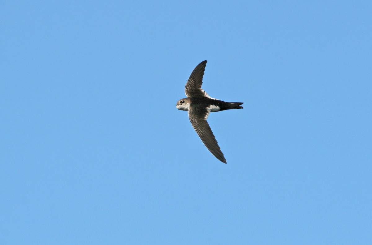 White-throated Swift - ML623984047