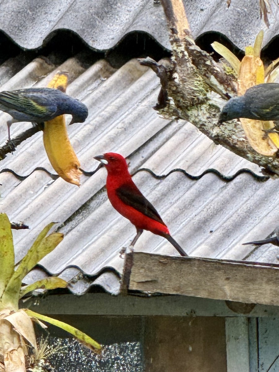 Brazilian Tanager - ML623984050