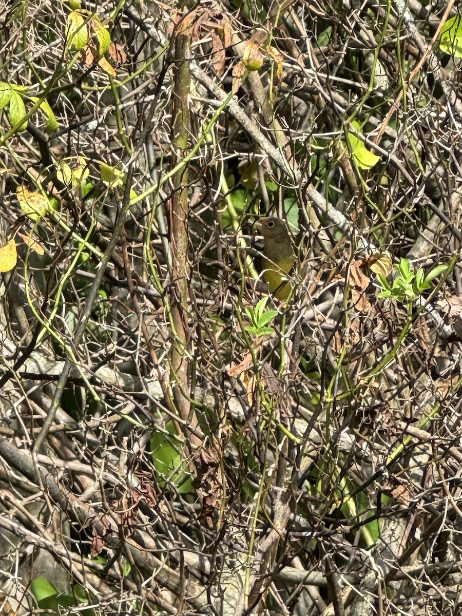 Connecticut Warbler - ML623984052