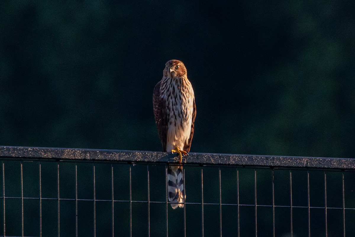 Cooper's Hawk - ML623984063